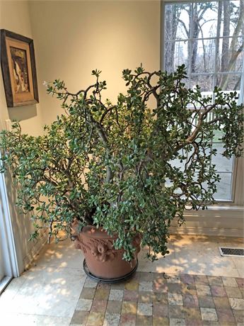 Large Crassula Ovata Jade Living Plant